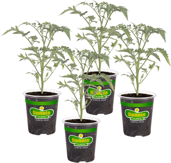 Bonnie Plants Early Girl Tomato 19.3 oz. 4-pack