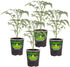 Bonnie Plants Early Girl Tomato 19.3 oz. 4-pack