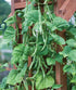 8 Burpee Kentucky Blue Pole Bean Seeds ounces of seed