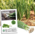 500+ Packet, Evergreen Bunching Nebuka Onion Seeds for Planting, Heirloom Seeds Per (Isla's Garden Seeds), Non GMO