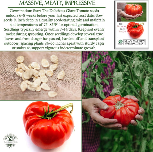 50+ 1 8595 Summer The Delicious Giant Beefsteak Tomato Seeds (Solanum lycopersicum) Heirloom Non-GMO Seeds by Islas