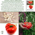 50+ 1 8595 Summer The Delicious Giant Beefsteak Tomato Seeds (Solanum lycopersicum) Heirloom Non-GMO Seeds by Islas