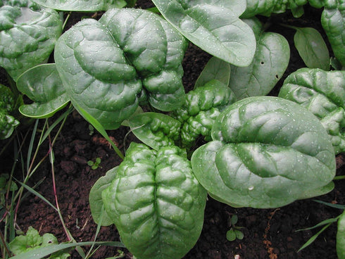 Generic 300 Bloomsdale Long Standing Spinach Seeds Heirloom Non GMO 3.5+ Grams Garden