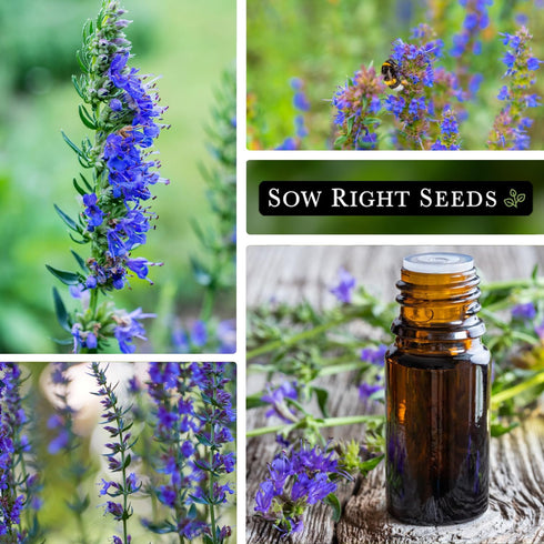 (1) Sow Right Seeds - Hyssop Seed for Planting - Medicinal Herb to Plant in Your Garden - Outdoors - Attracts