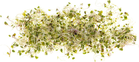 Rainbow Heirloom Seed Co. 1 LB Broccoli Seeds for Sprouting & Microgreens | Calabrese Variety | Non GMO & Heirloom