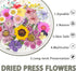 200Pcs Dried Pressed Flowers Resin Mould, Real Flowers & Natural Dry Leaves Kit for DIY Crafts