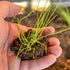 Common 2 Packets) Seed Needs Chive Seeds for Planting Garlic & Chives Herbs - Non-GMO Heirloom & Untreated Garden Seed