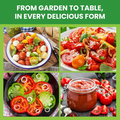 10 Pack Pack -5000+ Heirloom Tomato Seeds Variety Non-GMO Garden Seeds for Planting Outdoors & Indoor Home Gardening