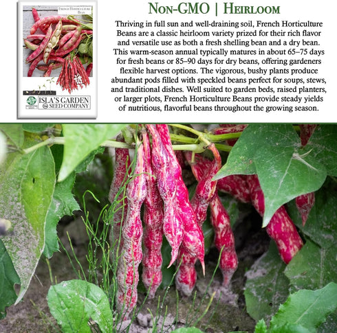 50+ French Horticulture Bean Seeds (Phaseolus vulgaris) Non-GMO Heirloom Seeds by Islas Garden Seeds, Also Known as