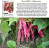 50+ French Horticulture Bean Seeds (Phaseolus vulgaris) Non-GMO Heirloom Seeds by Islas Garden Seeds, Also Known as