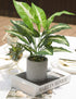 16" Small Artificial Tropical Fake Plants for Indoor Office Desk, Shelf, Bathroom Home Decor