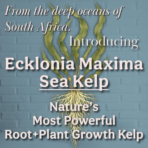 8oz 55 Organic Liquid Kelp & Seaweed Extract Prop Drop (Ecklonia Maxima) Root + Plant Growth Hormone & Root Plant Food