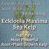 8oz 55 Organic Liquid Kelp & Seaweed Extract Prop Drop (Ecklonia Maxima) Root + Plant Growth Hormone & Root Plant Food