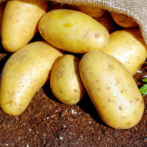 3 2026-5 TomorrowSeeds - Colors Mix Seed Potatoes - USDA Certified for Growers Blue Red Gold Potato Adirondack Pontiac