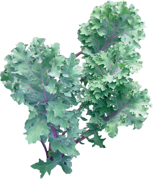 Burpee Red Winter Kale Seeds 345 seeds