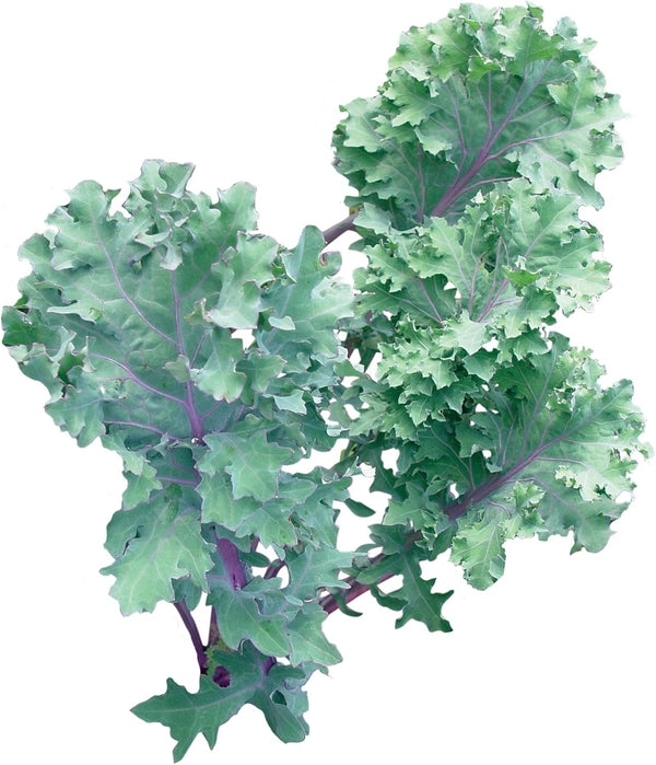 Burpee Red Winter Kale Seeds 345 seeds