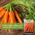 Packet (1) Sow Right Seeds - Tendersweet Carrot Seeds for Planting - Non-GMO Heirloom with Instructions to Plant & Grow