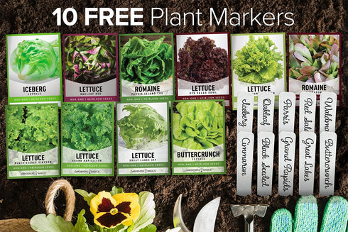 23,000 10 Packs Pack Gardeners Basics, Salad Greens Lettuce Seeds Heirloom Vegetable Seed Seeds for Planting Indoors