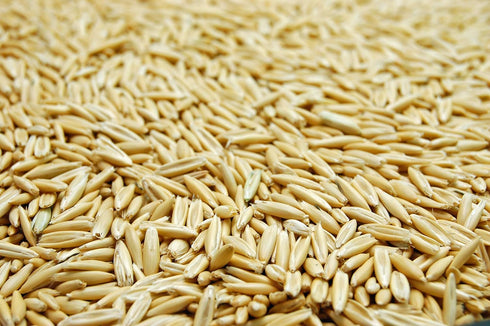 Eretz (3lb) White Oat Seed by - CHOOSE SIZE! Oregon Grown Oat Grains- No Fillers, No Coatings, No Weed Seeds