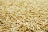 Eretz (3lb) White Oat Seed by - CHOOSE SIZE! Oregon Grown Oat Grains- No Fillers, No Coatings, No Weed Seeds