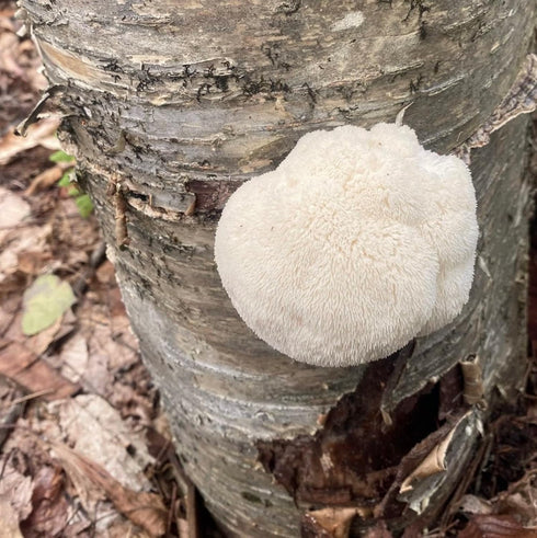 (100 North Spore Organic Lion's Mane ct) Mushroom Plugs for Logs | Premium Quality Mushroom Plug Spawn | Handmade