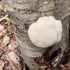 (100 North Spore Organic Lion's Mane ct) Mushroom Plugs for Logs | Premium Quality Mushroom Plug Spawn | Handmade
