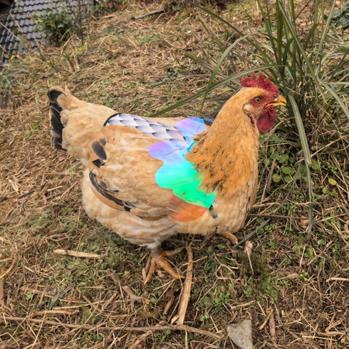 HOUGXD Chicken Saddles for Hens with Detachable Wings, Adjustable Hen Apron Back Protector for Feather Recovery
