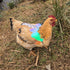HOUGXD Chicken Saddles for Hens with Detachable Wings, Adjustable Hen Apron Back Protector for Feather Recovery