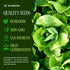 Bloomtiva 8000+ Pack, Romaine Lettuce Seeds Parris Island Cos, Heirloom Non-GMO Seeds, High Germination Bulk Grown