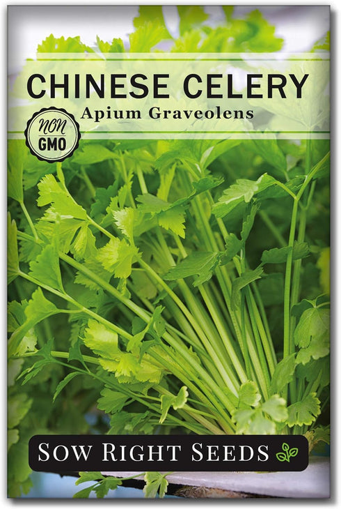 Sow Right Seeds - Chinese Celery Seeds for Planting - Non-GMO Heirloom