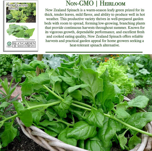 100+ Packet, New Zealand Spinach Seeds for Planting, Heirloom Seeds Per (Isla's Garden Seeds), Non GMO Seeds, Botanical