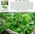 100+ Packet, New Zealand Spinach Seeds for Planting, Heirloom Seeds Per (Isla's Garden Seeds), Non GMO Seeds, Botanical