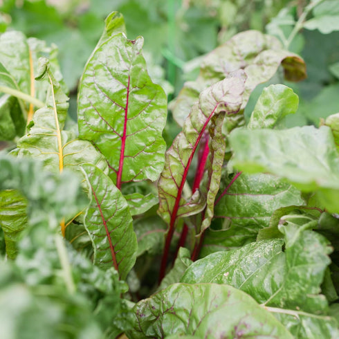 (10-Pack) 100% Sereniseed Certified Organic Leafy Greens Lettuce Seeds Collection Non GMO, Open Pollinated Grow Guide