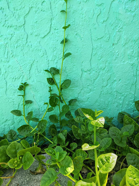 93% Gaea's Blessing Seeds - Malabar Spinach Seeds - Non-GMO Seeds with Easy to Follow Planting Instructions - Heirloom