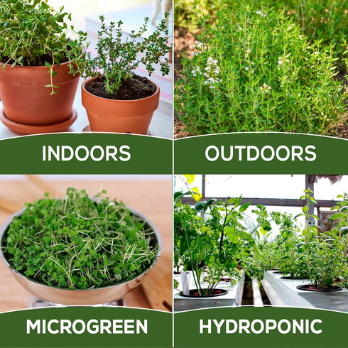 Pack 200+ Thyme Seeds for Planting Home Garden Herbs - Non-GMO, Heirloom, Untreated, and USA Grown Variety - Individual