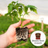8oz. Perfect Plants Tomato Plant Fertilizer in Bottle | Help Your Vegetable Garden Thrive | Rich in Essential nutrients