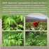 40g (1.4oz) Hanan Te de Matico - Matico Loose Leaf Tea Soldiers Herb, Spiked Pepper, Natural Herbal Tea from Peru
