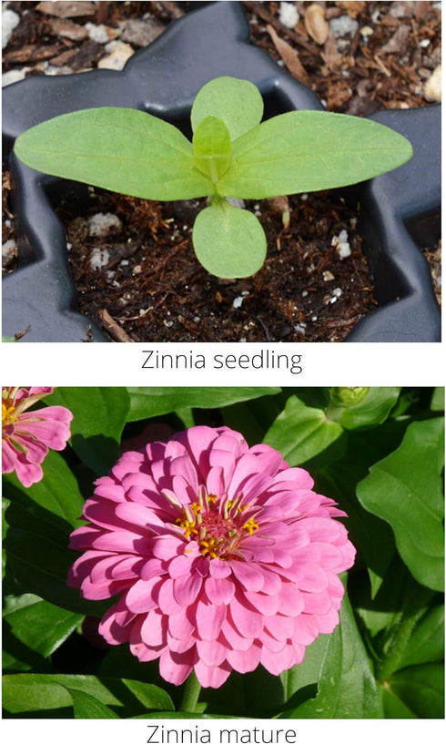Zinnia Mix from Earth Science (2 lb), 3-in-1 Mix with Premium Wildflower Seed, Plant Food, Soil Conditioners, Non-GMO