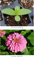 Zinnia Mix from Earth Science (2 lb), 3-in-1 Mix with Premium Wildflower Seed, Plant Food, Soil Conditioners, Non-GMO