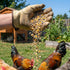 40 Scratch Grain for Adult Chickens, Ducks, and Turkeys, Vegetarian Mix of Three Grains, Training Aid & Natural