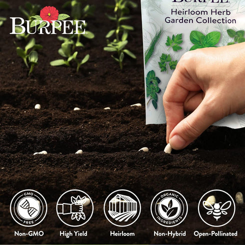 Pack, 16 15,000+ Burpee Heirloom Herb Seeds Variety Non-GMO, Herbs - Seeds with Basil, Chives, Catnip, Chamomile