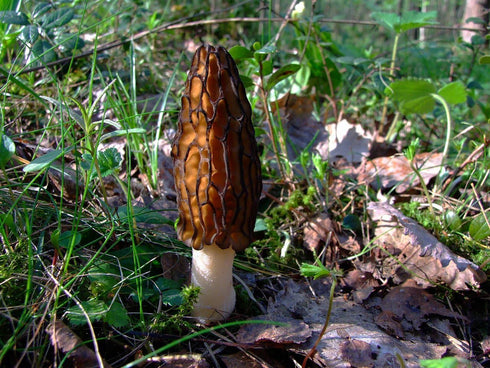 SEEDS4PLANTING Spores Black Morel Mushrooms Seeds Mycelium Spawn Grow Bonsai Dried Non GMO