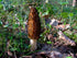 SEEDS4PLANTING Spores Black Morel Mushrooms Seeds Mycelium Spawn Grow Bonsai Dried Non GMO