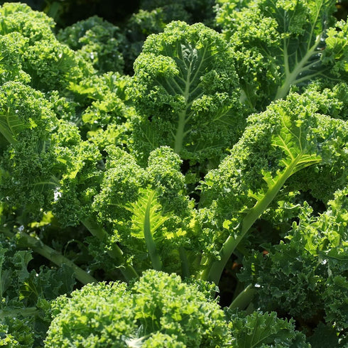 Purely Organic Products LLC 500 Organic Kale Seeds (Vates Blue Scotch Curled) - Approx Seeds - USDA Organic, Non-GMO