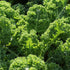 Purely Organic Products LLC 500 Organic Kale Seeds (Vates Blue Scotch Curled) - Approx Seeds - USDA Organic, Non-GMO