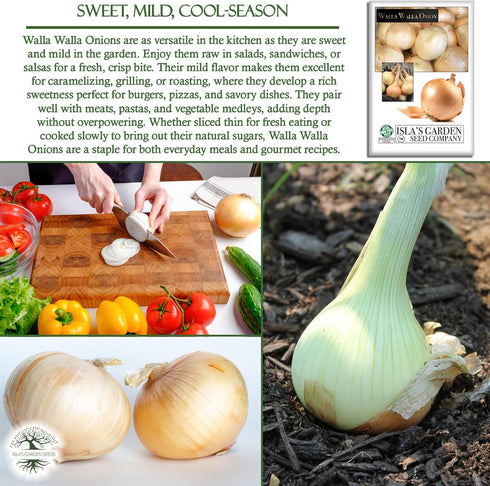 300+ Bulbs Walla Walla Sweet Spanish Onion Seeds (Allium cepa) Non-GMO Heirloom Seeds by Islas Garden Seeds, Extra