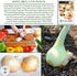 300+ Bulbs Walla Walla Sweet Spanish Onion Seeds (Allium cepa) Non-GMO Heirloom Seeds by Islas Garden Seeds, Extra