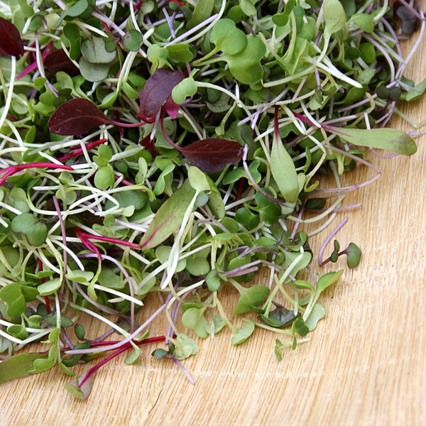 5,000+ Microgreens Seeds- Red Russian Kale by Ohio Heirloom Seeds