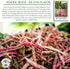 25+ 85% Taylor Dwarf Horticulture Bush Bean Seeds (Phaseolus vulgaris) Non-GMO Heirloom Cranberry Bean Seeds