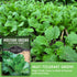 (5 Packs) Southern Giant Mustard Green Seeds for Planting Heirloom Non-GMO Spicy Greens, Heat Tolerant and Slow to Bolt
